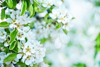 spring blossom, white flowers on the tree
