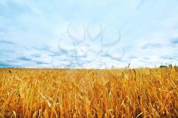 wheat field and sky in Crimea, wheat field