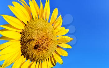 sunflower field and blue sky in Crimea
