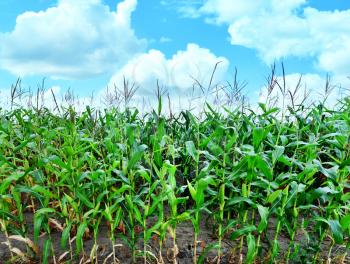 Corn field and blue sky in Crimea