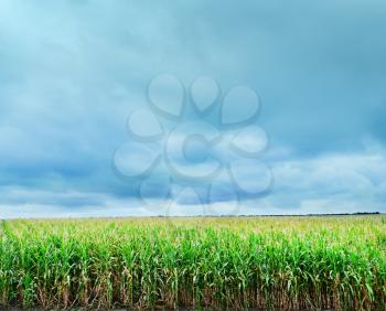 corn field, summer field and sky in Ukraine