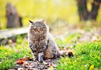 Cat  in autumn park, cat on yellow leaves