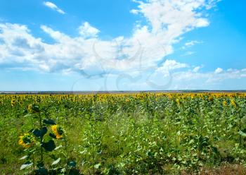 field in summer, sunflowers field, field and blue sky