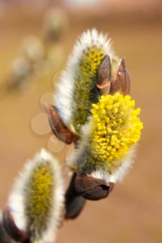 Yellow willow flowers macro view, shallow depth of field