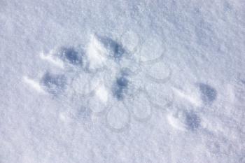 One wild wolf track in the snow close-up view