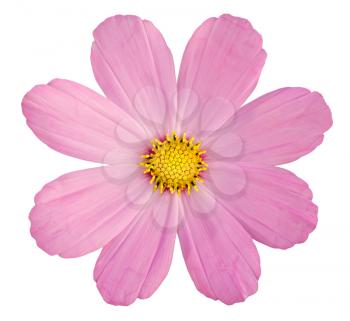 Pink daisy isolated on while background