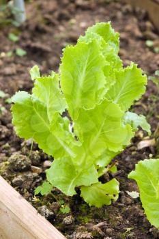 Lettuce growing in the garden closeup view