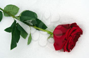 Valentine's day concept: One red rose in the white snow closeup view