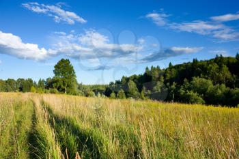 Meadow and forest under blue sky with white clouds under sunlight, rural landscape