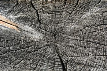 Timber industry natural abstract background: rough surface of gray weathered sawed wood log end with growth rings, cracks, splits and scratchs closeup