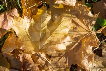 Autumn in nature creative concept - yellow dry maple leaves covering the forest under warm autumn sunlight closeup view