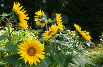 Beautiful bright yellow sunflowers near forest under bright sunlight with yellow petals and green leaves close-up view