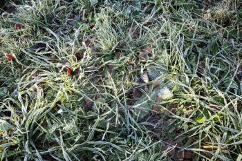Greeg grass in frost covered with hoarfrost in cold season under sunlight, nature abstract background.