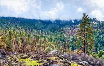 Landscape of Yosemite National Park in California. UNESCO world heritage in United States