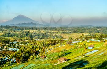 View of Jatiluwih Rice Terraces in Bali, Indonesia