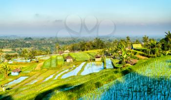 View of Jatiluwih Rice Terraces in Bali, Indonesia