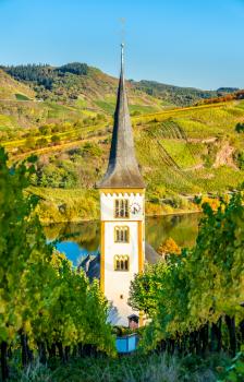 Saint Lawrence Catholic Church seen through vines at Bremm - Rhineland-Palatinate, Germany
