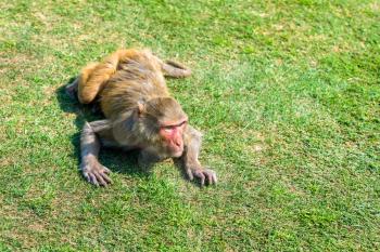 Rhesus macaque in Jai Niwas Garden. Jaipur, Rajasthan State of India