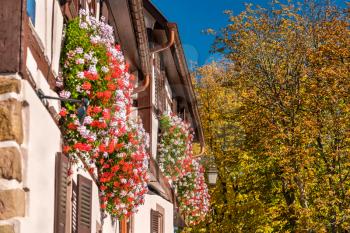 Flowers on the facade of a traditional half-timbered house in Saint-Hippolyte village - Alsace, France
