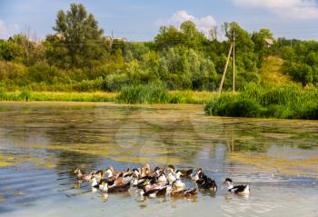 Ducks on a bog lake - Russia, Kursk region