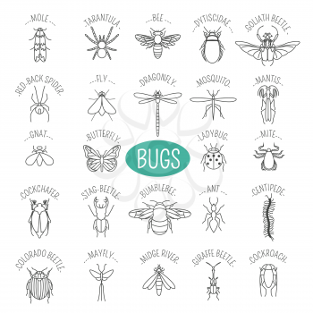 Insects icon flat style. 24 pieces in set. Outline version. Vector illustration