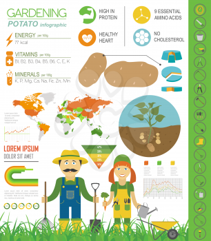 Gardening work, farming infographic. Potato. Graphic template. Flat style design. Vector illustration