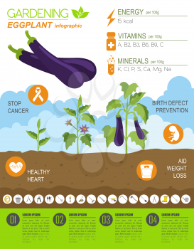 Gardening work, farming infographic. Eggplant. Graphic template. Flat style design. Vector illustration