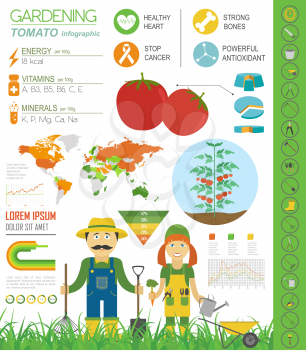 Gardening work, farming infographic. Tomato. Graphic template. Flat style design. Vector illustration