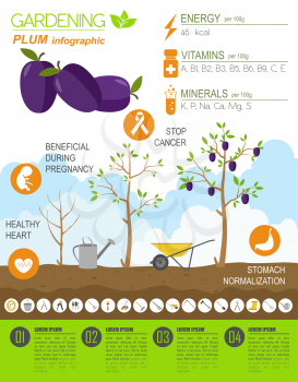 Gardening work, farming infographic. Plum. Graphic template. Flat style design. Vector illustration