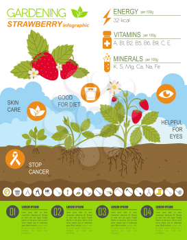 Gardening work, farming infographic. Strawberry. Graphic template. Flat style design. Vector illustration