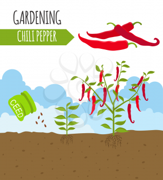 Garden. Chili pepper. Plant growth. Vector illustration