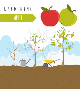 Gardening work, farming infographic. Apple. Graphic template. Flat style design. Vector illustration