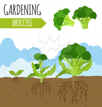 Garden. Broccoli. Plant growth. Vector illustration