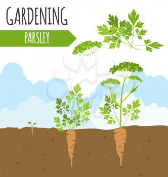 Garden. Parsley. Plant growth. Vector illustration