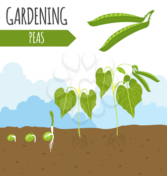 Garden. Peas. Plant growth. Vector illustration