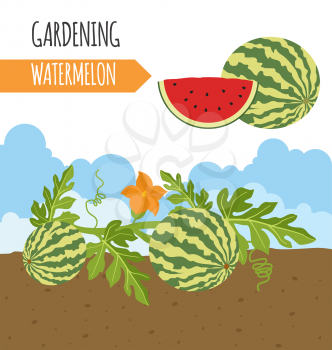 Garden. Watermelon. Plant growth. Vector illustration
