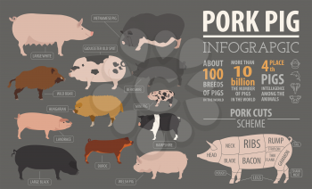 Pigs, hogs  breed infographic template. Flat design. Vector illustration