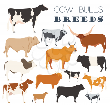 Cattle breeding farming. Cow, bulls breed icon set. Flat design. Vector illustration