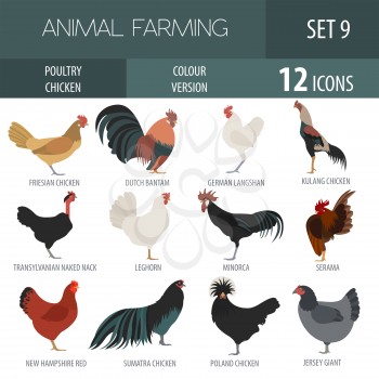 Poultry farming. Chicken breeds icon set. Flat design. Vector illustration
