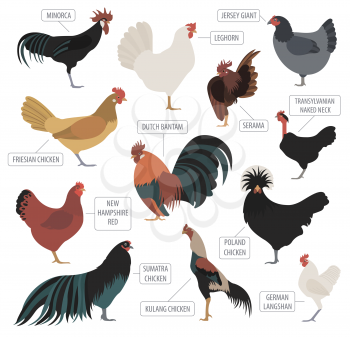 Poultry farming. Chicken breeds icon set. Flat design. Vector illustration