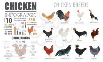 Poultry farming infographic template. Chicken breeding. Flat design. Vector illustration
