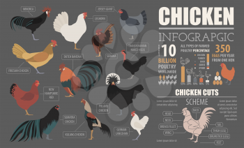 Poultry farming infographic template. Chicken breeding. Flat design. Vector illustration