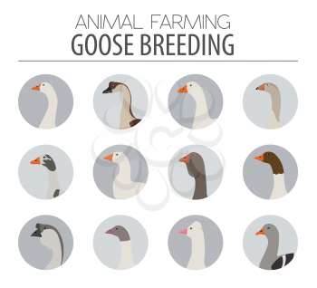 Poultry farming. Goose breeds icon set. Flat design. Vector illustration