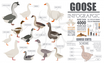 Poultry farming infographic template. Goose breeding. Flat design. Vector illustration