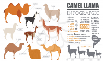 Camel, llama, guanaco, alpaca  breeds infographic template. Animal farming. Flat design. Vector illustration