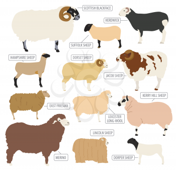 Sheep breed icon set. Farm animal. Flat design. Vector illustration