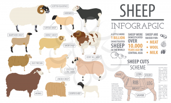 Sheep breed infographic template. Farm animal. Flat design. Vector illustration