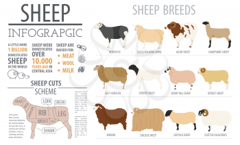 Sheep breed infographic template. Farm animal. Flat design. Vector illustration