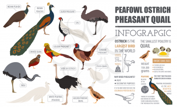Poultry farming infographic template. Peafowl, ostrich, pheasant, quail breeding. Flat design. Vector illustration