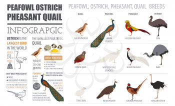 Poultry farming infographic template. Peafowl, ostrich, pheasant, quail breeding. Flat design. Vector illustration